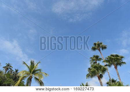 Looking up at palm trees in Mexico