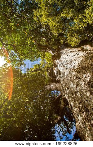 Kauri trees at the North Island of New Zealand