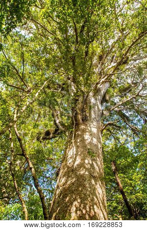 Kauri trees at the North Island of New Zealand