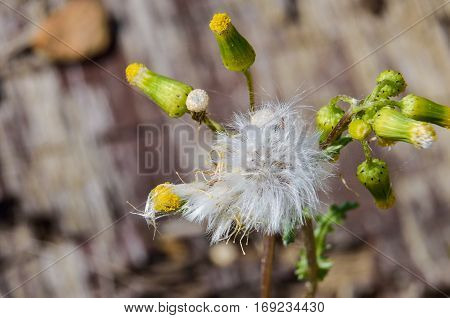 Groundsel flower macro closeup a dandelion lookalike