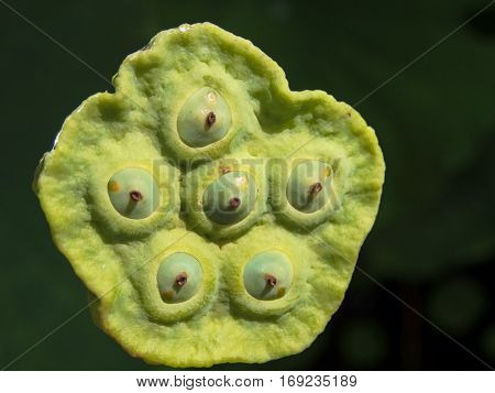 Close up details of an aquatic plant called a lotus pod with a dark background in summertime.
