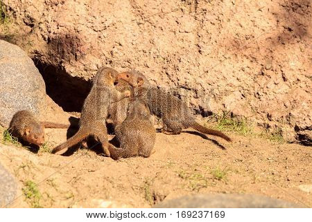 Rock Hyrax Procavia Capensis