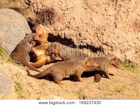 Rock Hyrax Procavia Capensis