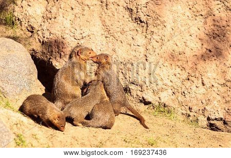Rock Hyrax Procavia Capensis