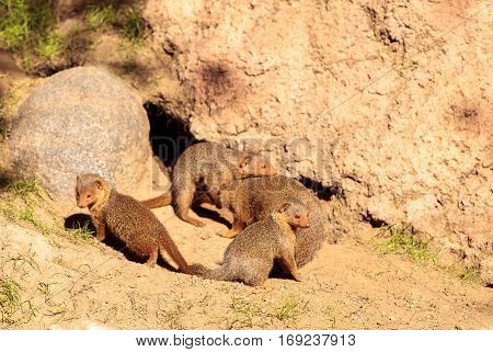 Rock Hyrax Procavia Capensis