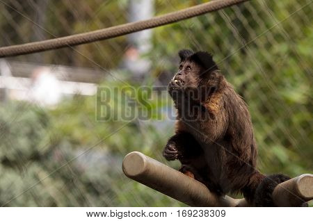 Tufted Capuchin Monkey