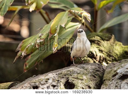 White-headed Buffalo Weaver