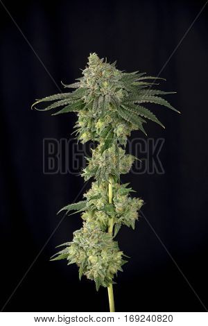 Cannabis stalk (mangolope strain) parcially trimmed isolated over black background
