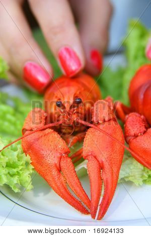 due aragoste rosse