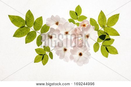 wild roses