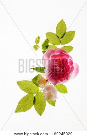 wild roses
