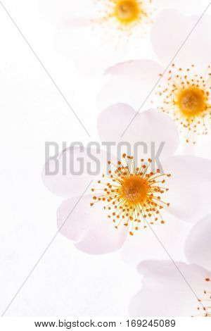 wild rose