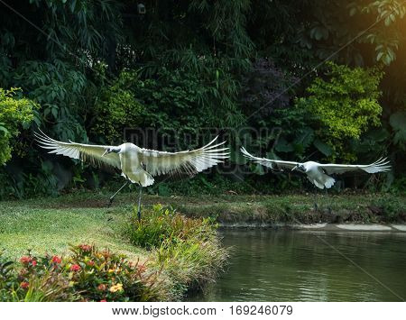 Red-Crowned crane