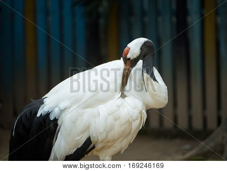 Red-Crowned crane