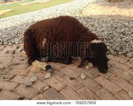 A brown sheep was sleeping in farm.