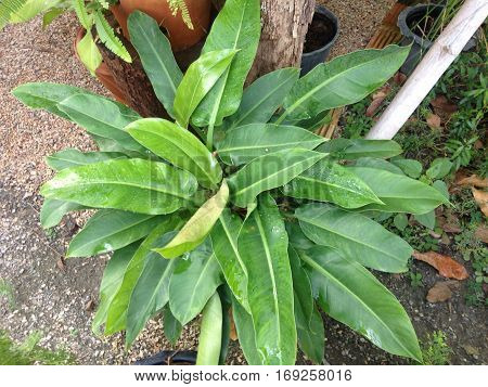 The green plants was made me to happy.