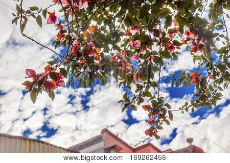 Pink Bougainvillea Green Leaves Blue Sky San Miguel de Allende Mexico Bougainvillea Spectablis