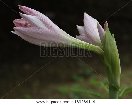 A flower is efflorescent in teh garden