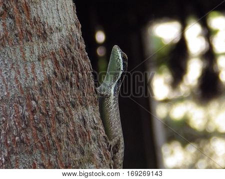 Reptile on a tree looking for insect