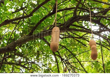 Fruit of Sausage tree or Kigelia africana