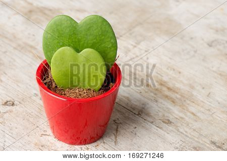 Pair Of Heart-shaped Cactii In Small Red Pot