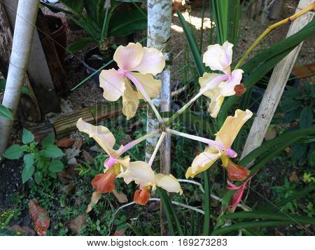 Some orchid was beautiful bloom in garden.