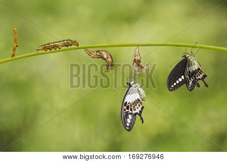 Transformation life cycle of banded swallowtail butterfly (Papilio demolion) from egg to caterpillar