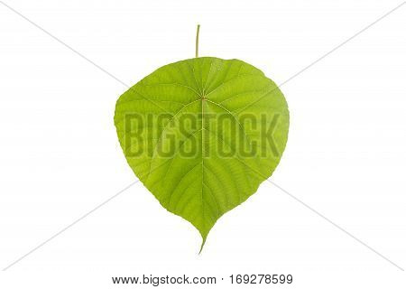 Macro Big Green Tree Leaf. Studio Shot Isolated On White
