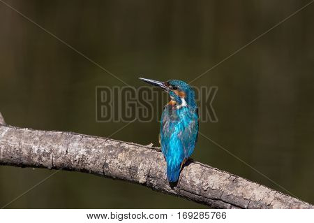 natural male common kingfisher (Alcedo atthis) sitting on branch
