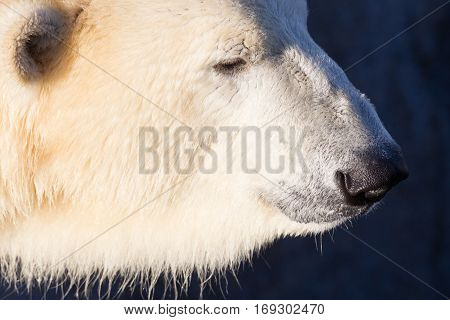 Close-up Of A Polarbear (icebear)