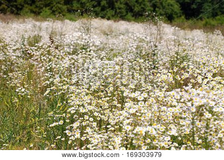 Summer landscape with a field. flowers camomiles on meadow. blossoming wildflowers chamomiles