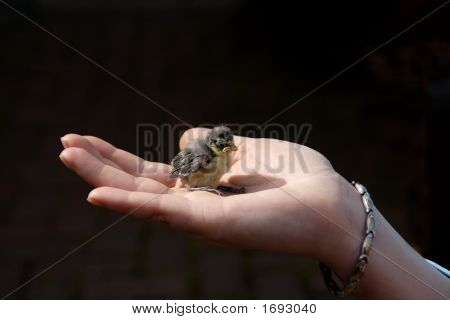 Blåmejse Chick