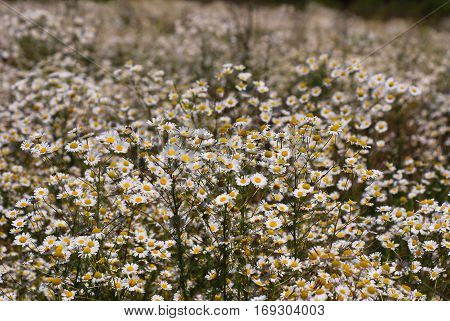 Summer landscape with a field. flowers camomiles on meadow. blossoming wildflowers chamomiles