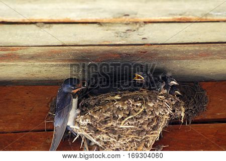 Swallow mom feeding young baby birds in the nest. Mother swallow feeding her babies.