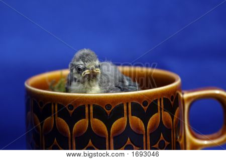 Blåmejse Chick