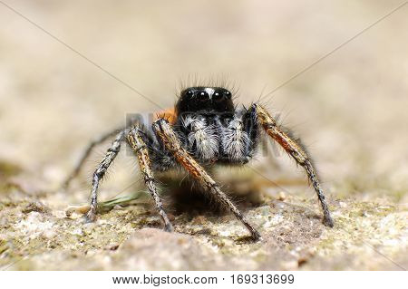 A jumping spider on the rock, Lovely big eyes jumping spider on the rock