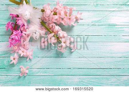 Colorful pink hyacinths flowers and decorative Eeaster eggs on turquoise wooden background. Easter background. Place for text.