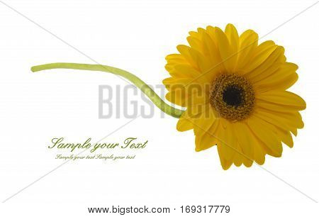 Vibrant bright yellow gerbera daisy flower blooming isolate on white background