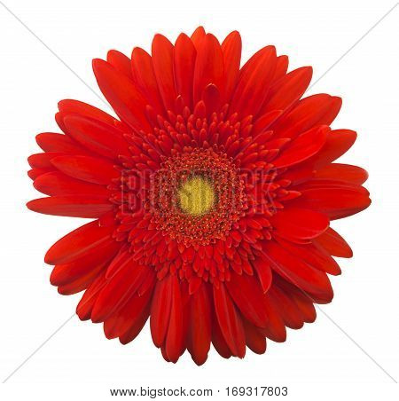 Vibrant bright red gerbera daisy flower blooming isolate on white background