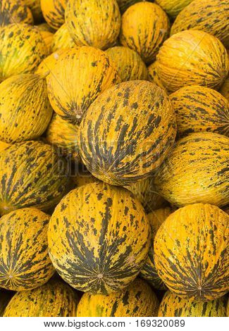 View close-up Turkish melons. Delicious Turkish melon. Many melons. Summer tray market agriculture farm full of organic melons. It can be used as background.