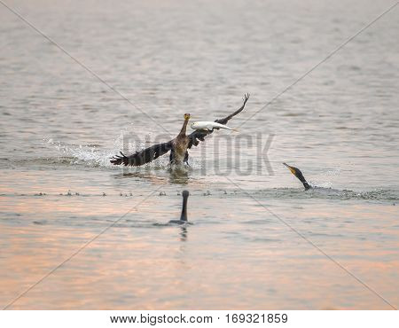 Cormorant Black cormorants with a fish 