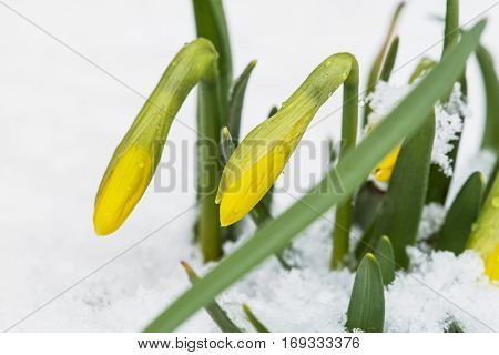 Yellow daffodils growing in early spring primroses are covered with snow blooming spring flowers narcissus