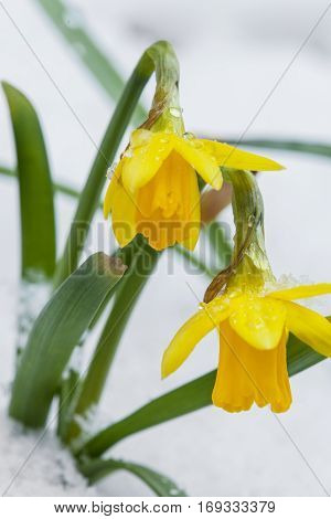 Yellow daffodils growing in early spring primroses are covered with snow blooming spring flowers narcissus