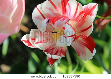 Pink tulip in the garden on spring