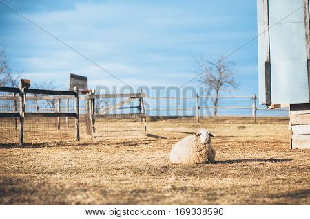 Sheep resting on the rural countryside landscape