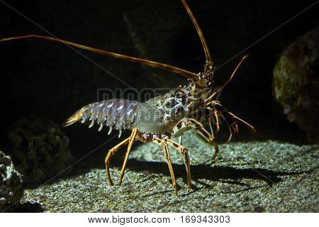 Common spiny lobster (Palinurus elephas), also known as the Mediterranean lobster.
