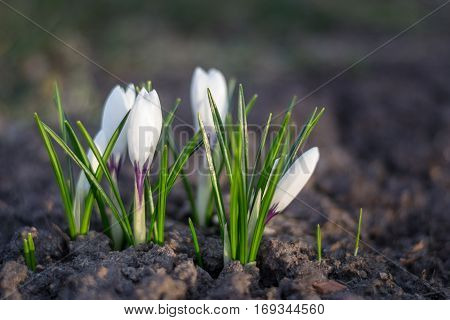 White crocus over empty ground in spring. Blossom flower as purity symbol, new beginning and nature awakening