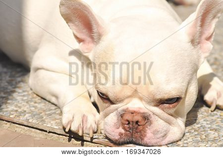 sleeping French bulldog or white French bulldog on the floor