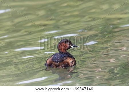 portrait of natural swimming little grebe (Tachybaptus ruficollis)