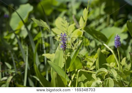 Pickerel Weed (pontederia Cordata)